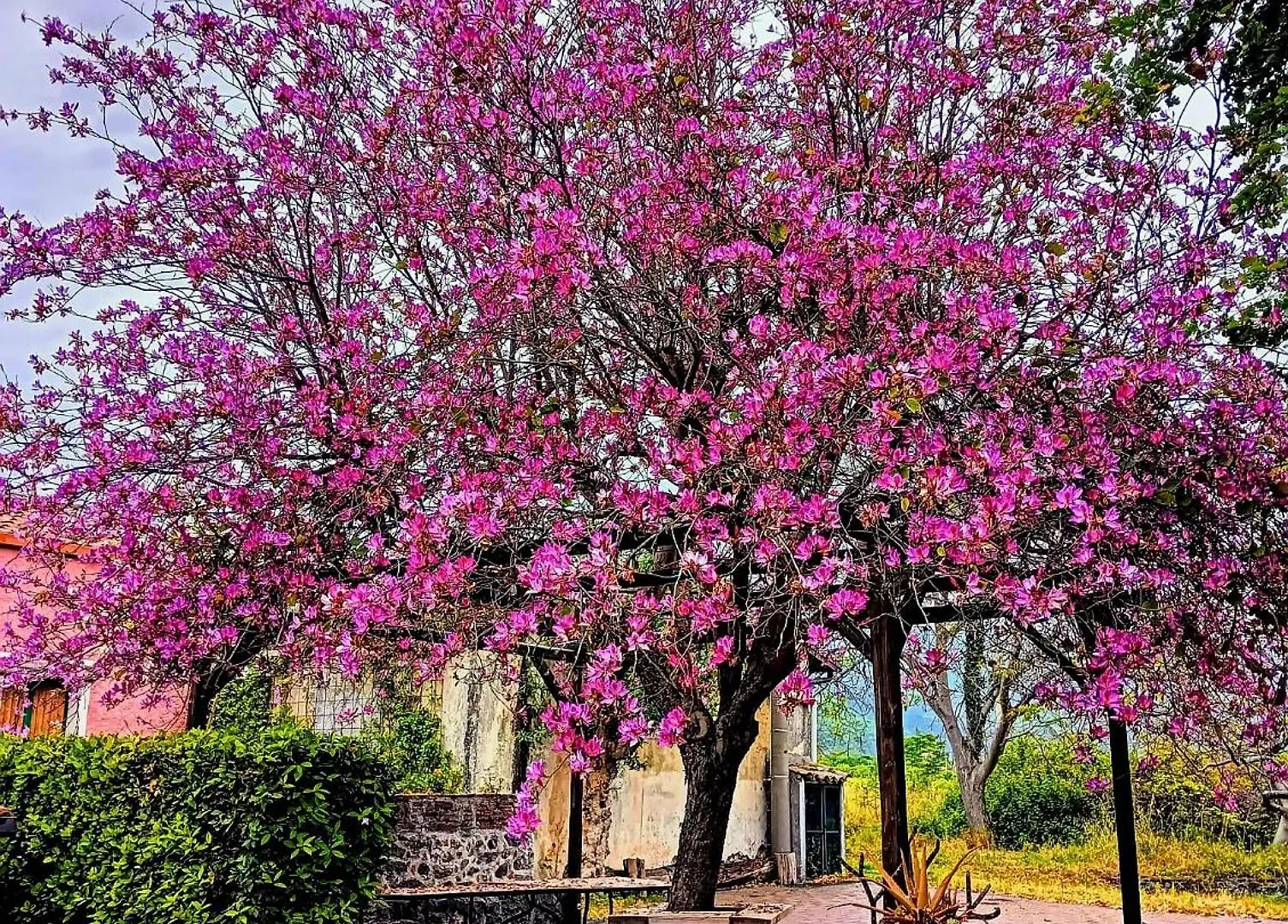 Codavolpe Giardino Di Tea Giarre