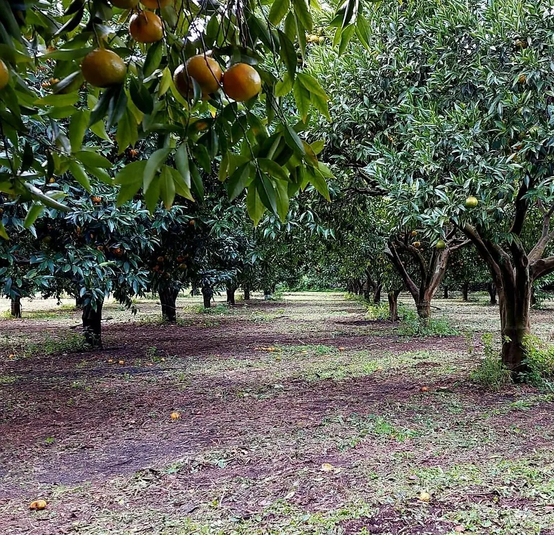 Codavolpe Giardino Di Tea Giarre